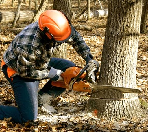 Tree Removal in Sweeny, TX
